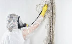 Best Emergency Mold Remediation in La Villa, TX